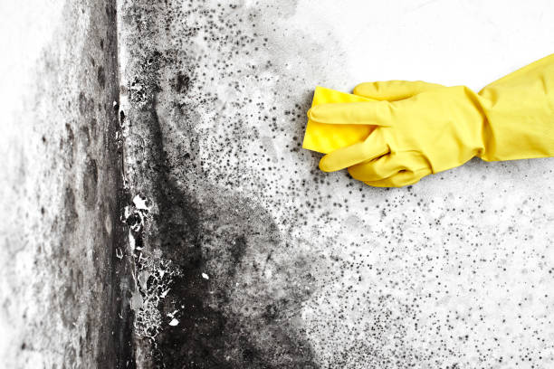 Best Crawl Space Mold Removal  in South Corning, NY