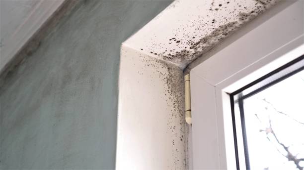 Best Mold Cleaning Services  in South Corning, NY