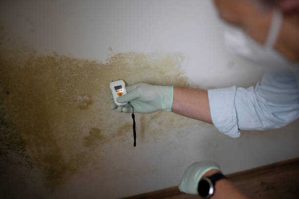 Best Professional Mold Removal  in South Corning, NY