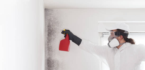 Best Fast Mold Removal  in South Corning, NY