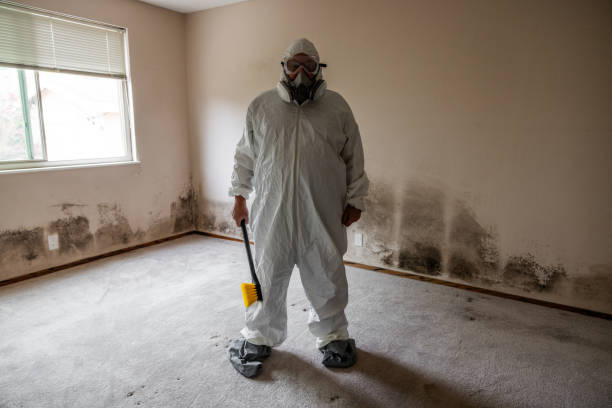 Best Residential Mold Removal  in South Corning, NY