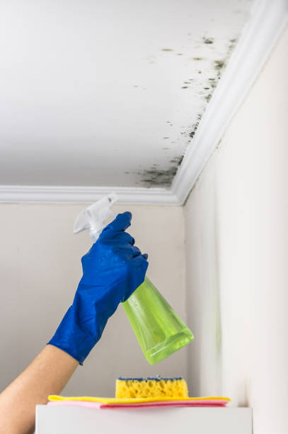 Best Local Mold Removal Service  in South Corning, NY
